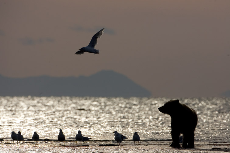 Grizzly Bear (Ursus arctos) and gulls silhouetted at water's edge. Katmai National Park, Alaska.